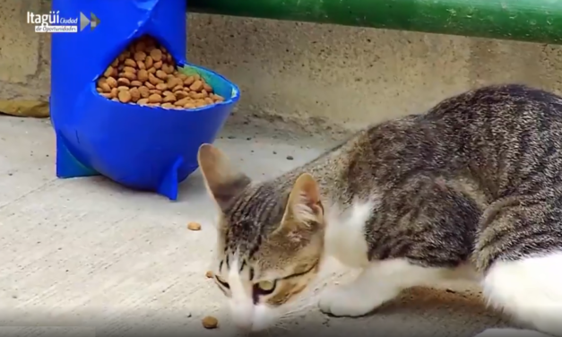 Itagüí, municipio animalista.