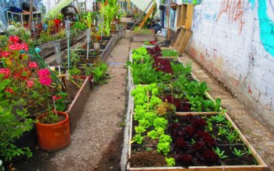 Abriaquí fomenta la implementación de huertas caseras