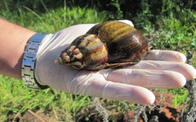 Presencia de Caracol Gigante Africano en Valdivia.
