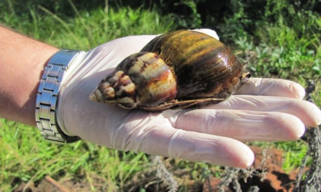 Presencia de Caracol Gigante Africano en Valdivia.
