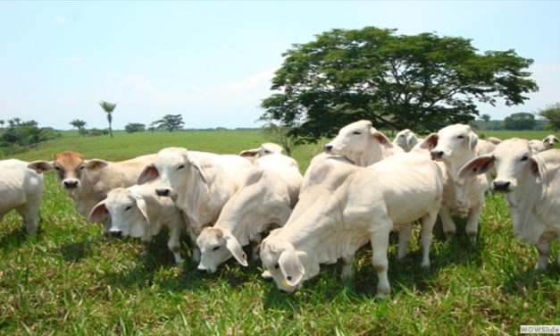Granada continua produciendo leche en medio de la emergencia
