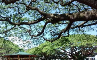 Hispania ya tiene Plan de Desarrollo