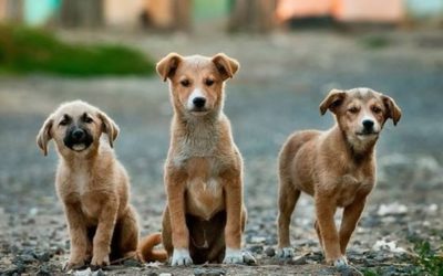 En la Pintada se preocupan por el bienestar de los animales en situación de calle