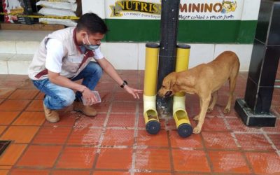 Nechí brinda comida a perritos sin hogar