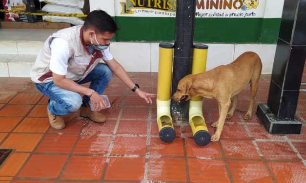Nechí brinda comida a perritos sin hogar