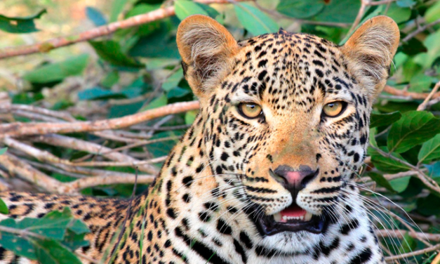 Datos que crean conciencia acerca del medio ambiente