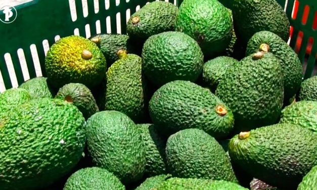 Alertas tempranas, campaña para las buenas prácticas agrícolas en Sonsón