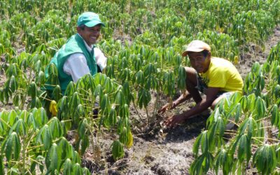 Fortalecimiento productivo en Nechí