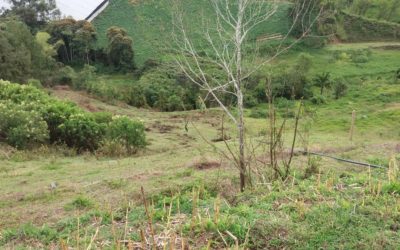 Recuperación de zonas verdes en Dabeiba