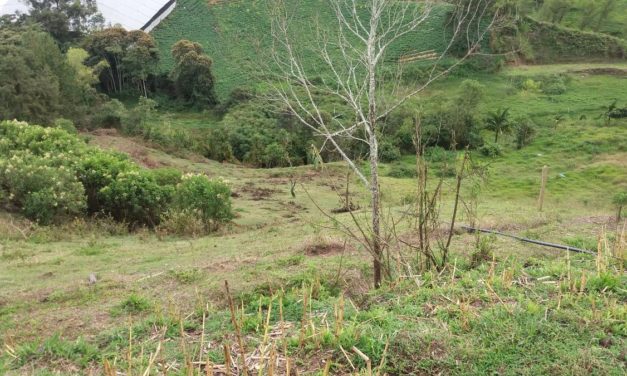 Recuperación de zonas verdes en Dabeiba