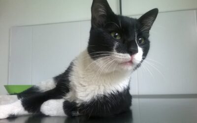 Santa Fé de Antioquia protege a sus animales