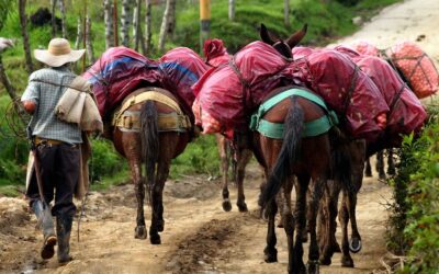 Los arrieros del Jordán en San Carlos