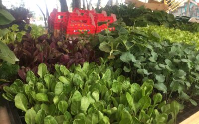 Agricultura urbana en Don Matías