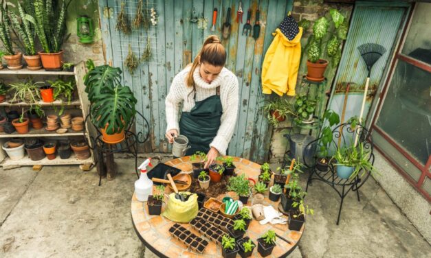 El campo en cada casa de Alejandría