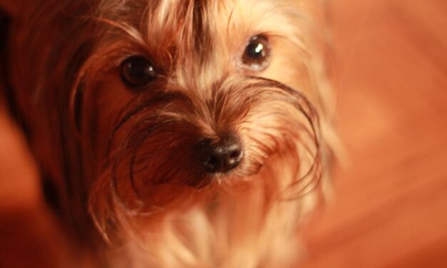 San Roque y el cuidado de mascotas