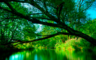 Guardianes ambientales en Carolina del Príncipe