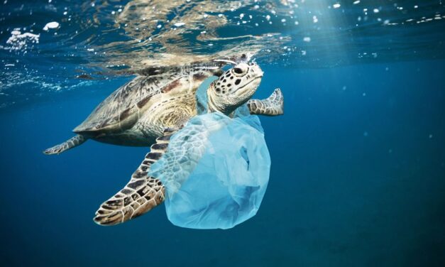 La afectación de las bolsas plásticas al planeta