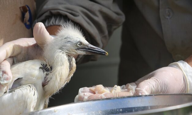 Prevención contra el atropello de fauna silvestre
