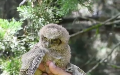 Guatapé protege su fauna silvestre