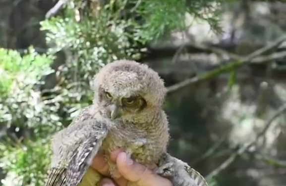 Guatapé protege su fauna silvestre