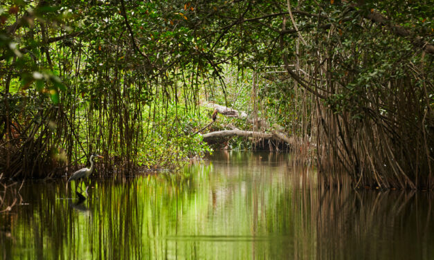 Somos el país con los manglares más altos en América Latina