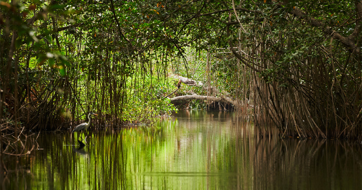 Somos el país con los manglares más altos en América Latina