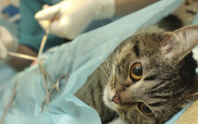 Esterilización gratuita de mascotas en Sopetrán