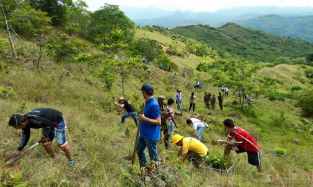Un peaje por un árbol para La Pintada
