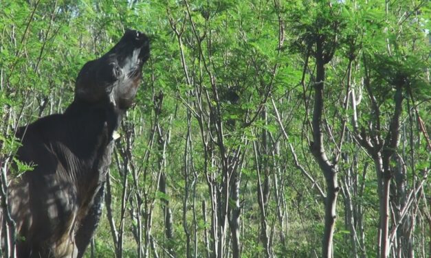 Proyecto de Silvopastoreo en Turbo