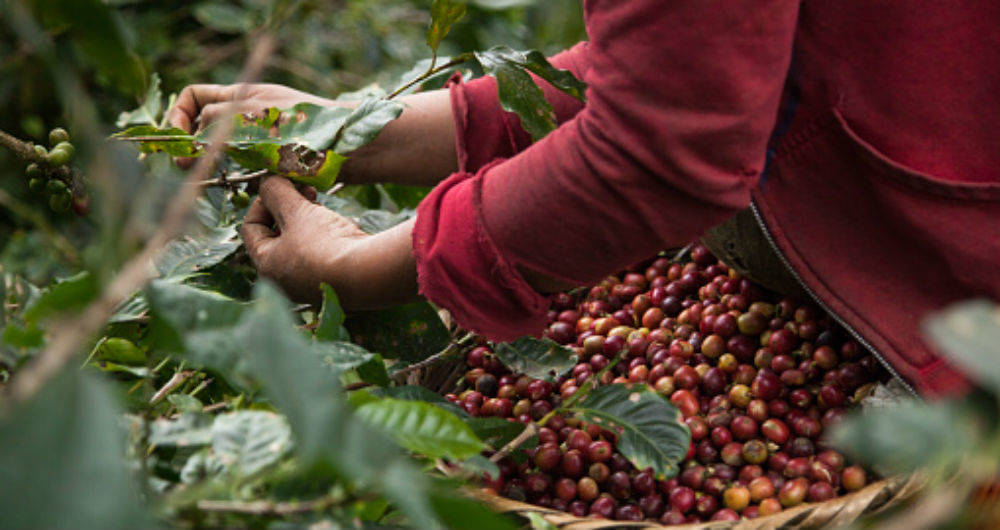 La cosecha cafetera en Abejorral
