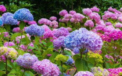 Encuentro de Hortensias en La Ceja
