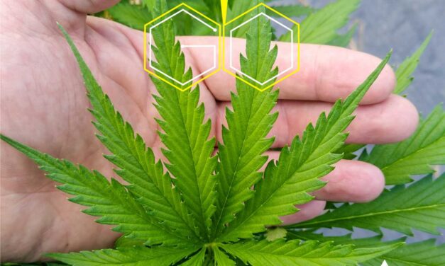 Geosmina #Antioquiaemprende