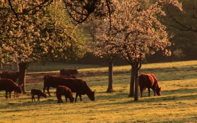 Curso en Sistemas Agroforestales en Cáceres