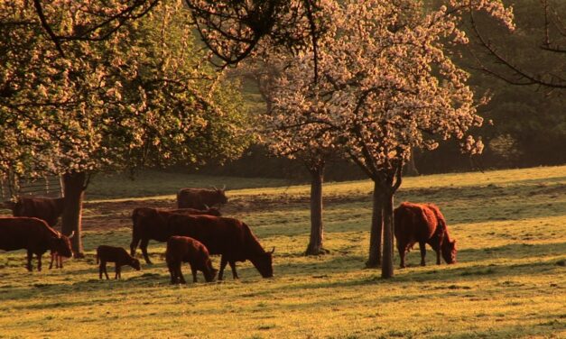 Curso en Sistemas Agroforestales en Cáceres