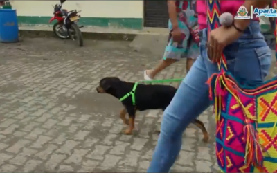 Vacunan perros y gatos en Apartadó