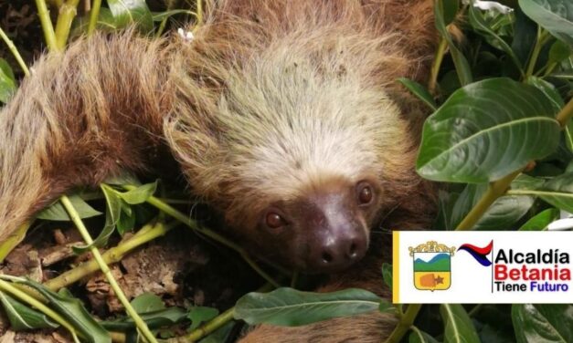 Oso Perezoso fue encontrado en Betania