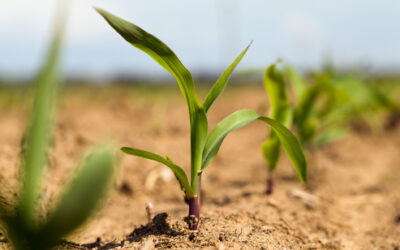 Maceo apoya el agro comercial