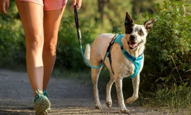 Sabaneta celebra el día mundial de los animales