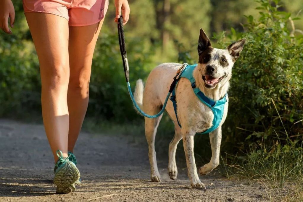 Sabaneta celebra el día mundial de los animales