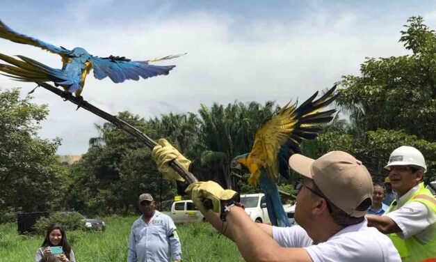 En La Ceja se protege a los animales silvestres