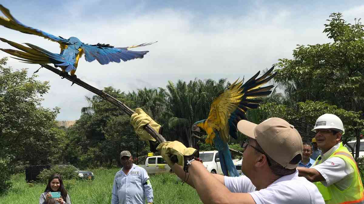 Vida silvestre En La Ceja se protege a los animales silvestres