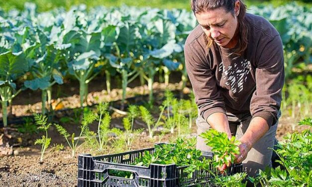 La agricultura ecológica como posibilidad