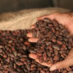 Cultivo ecológico de cacao en Puerto Triunfo