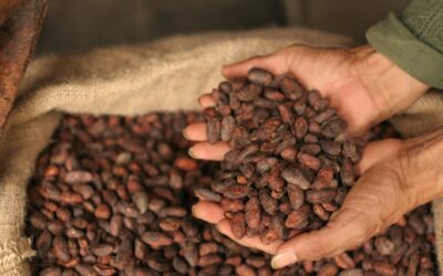Cultivo ecológico de cacao en Puerto Triunfo