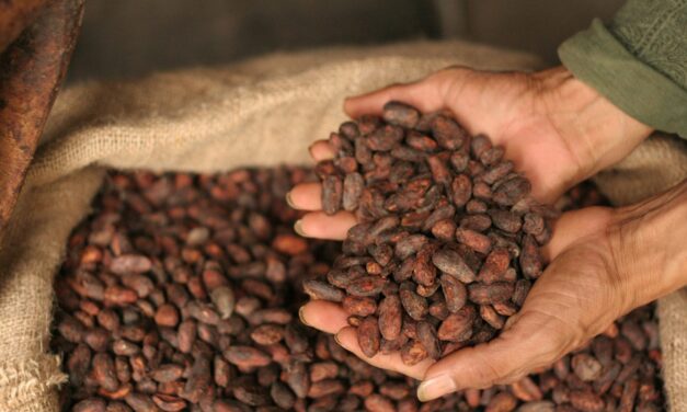 Cultivo ecológico de cacao en Puerto Triunfo