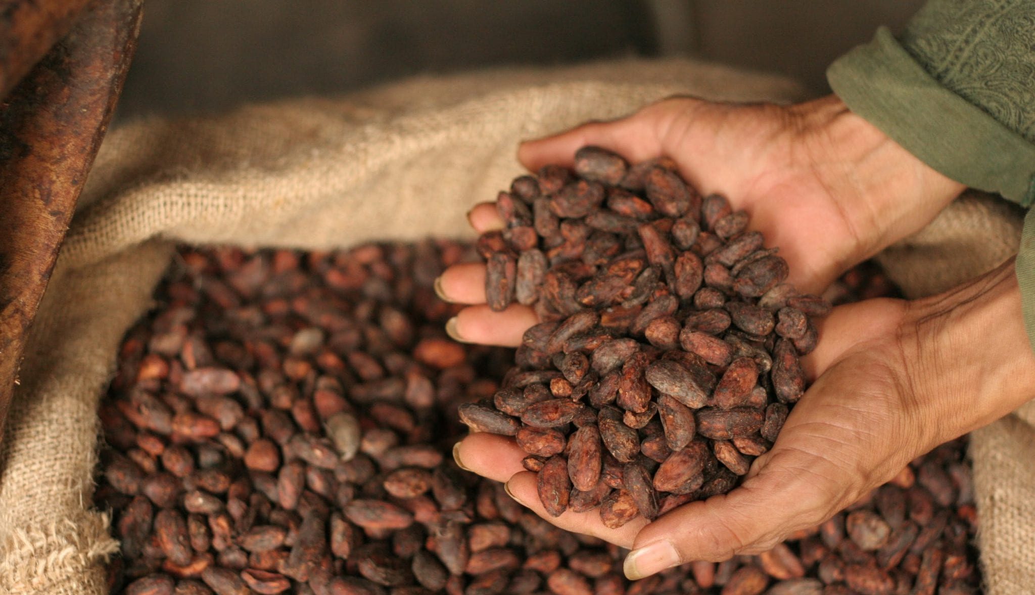 cacao https://www.antioquiacritica.com/magdalena-medio/puerto-triunfo/