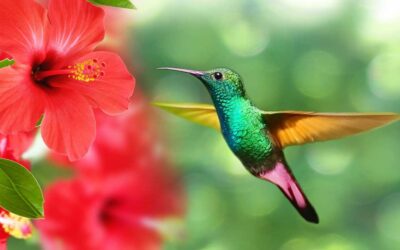 La Ceja comprometida con la biodiversidad