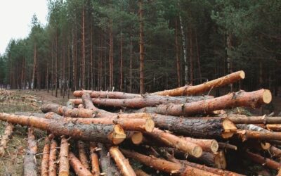 Acciones contra la tala ilegal en Guarne