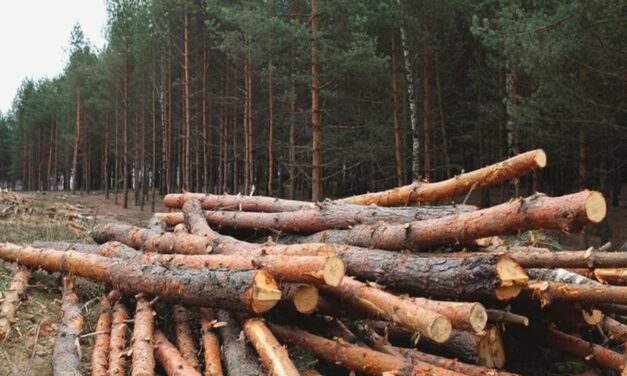 Acciones contra la tala ilegal en Guarne
