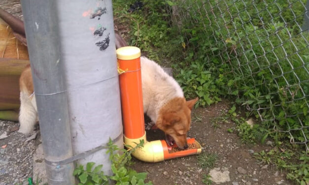 San Andrés de Cuerquia instala los comedores caninos en sus calles